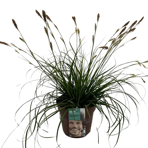<h4>Carex oshimens Everlime</h4>
