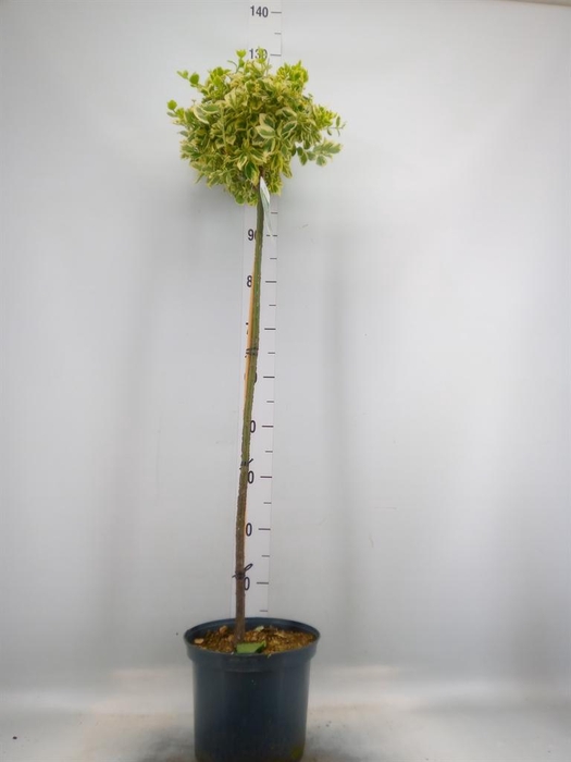 <h4>Euonymus fortunei 'Emerald n Gold'</h4>