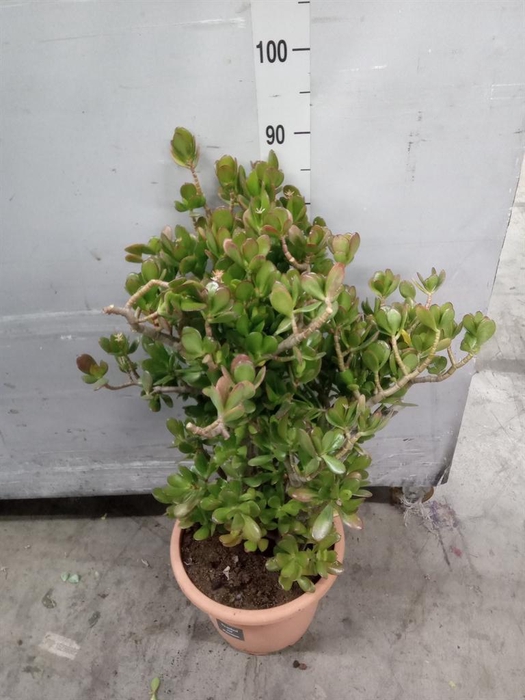 <h4>Crassula ovata</h4>