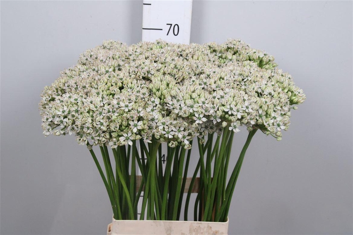 <h4>Allium Nigrum</h4>