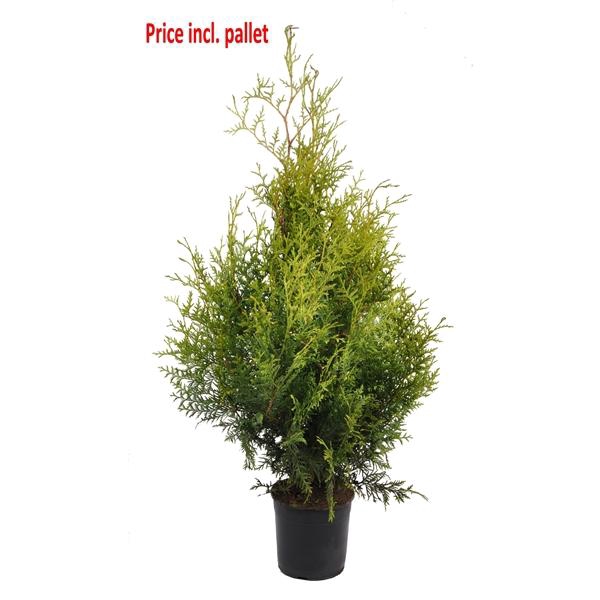 <h4>Thuja occ. brabant, plantmaat 60-80 cm - Rondgestoken - PALLET</h4>