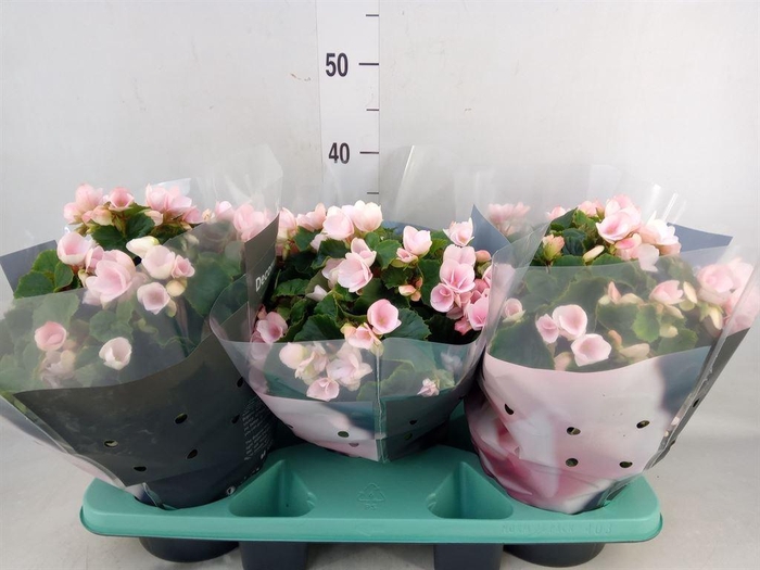 <h4>Begonia elat. EN 'Betulia Light'</h4>