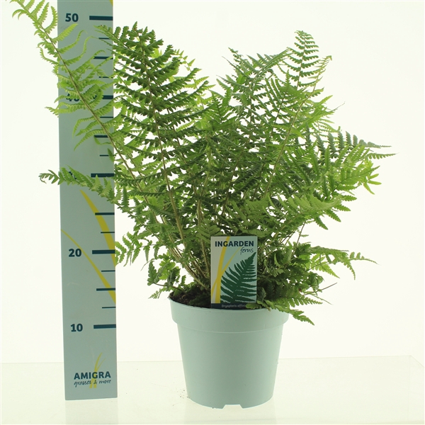 <h4>Dryopteris affinis</h4>