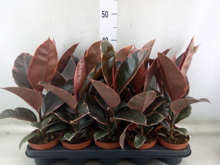 <h4>Ficus elastica 'Belize'</h4>