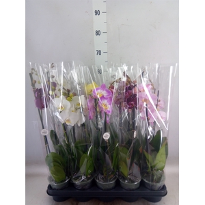 Phalaenopsis   ...mix