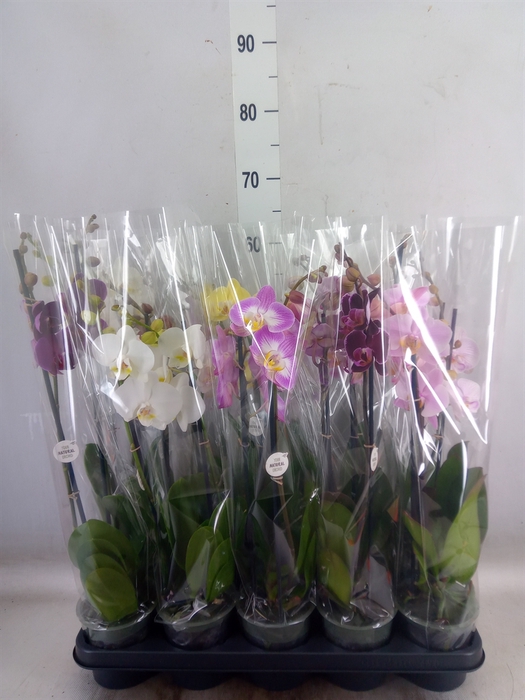 <h4>Phalaenopsis   ...mix</h4>