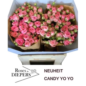 R Tr Candy Yo Yo Diepers