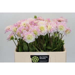 Dahlia Jannick Shymphony