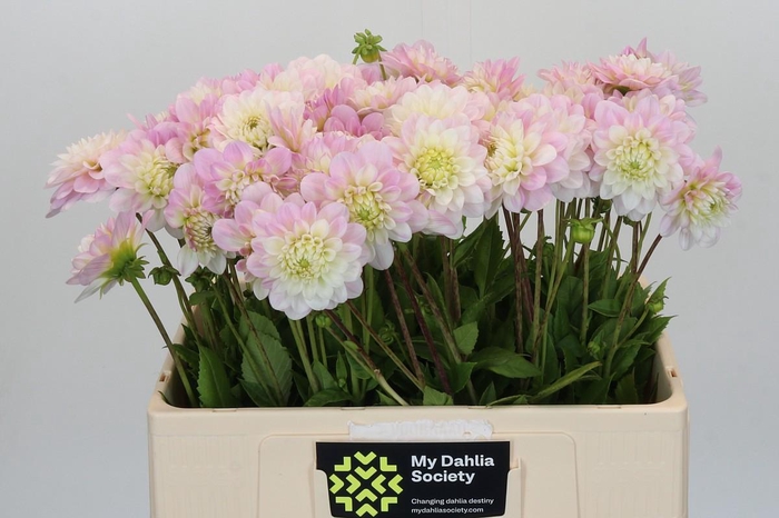 <h4>Dahlia Jannick Shymphony</h4>