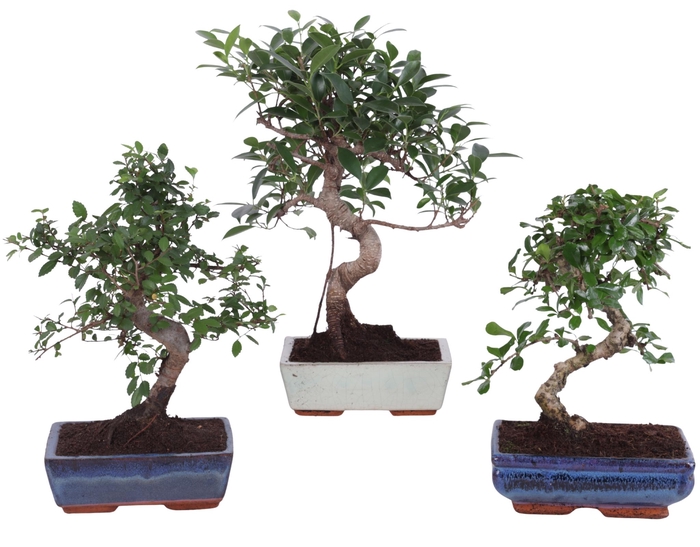<h4>Bonsai Mix in ø20cm Ceramic S-Shape</h4>