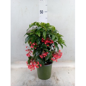 Ardisia crenata 'Bos Premium'