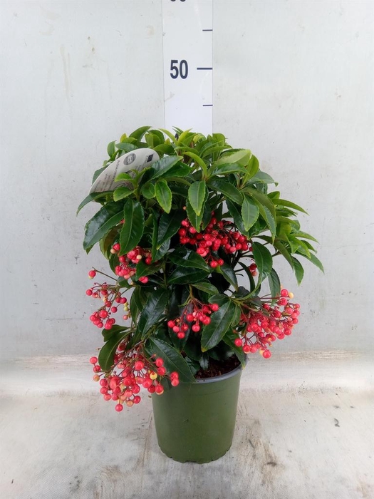 <h4>Ardisia crenata 'Bos Premium'</h4>