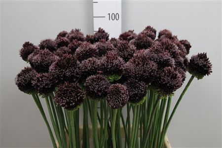 <h4>Allium  'Forelock'</h4>