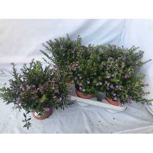 CUPH HYSSOPIFOLIA