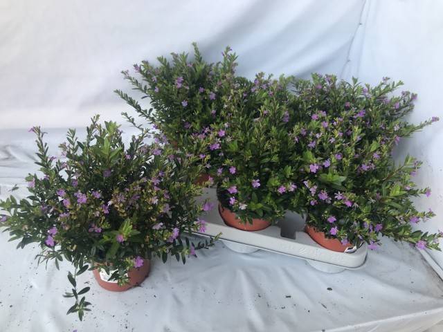<h4>CUPH HYSSOPIFOLIA</h4>