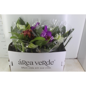 ORQUIDEA CATTLEYA P15