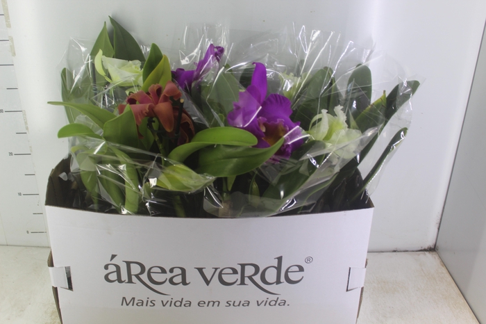 <h4>ORQUIDEA CATTLEYA P15</h4>