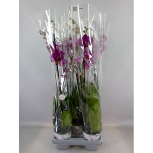 Phalaenopsis   ...lilac