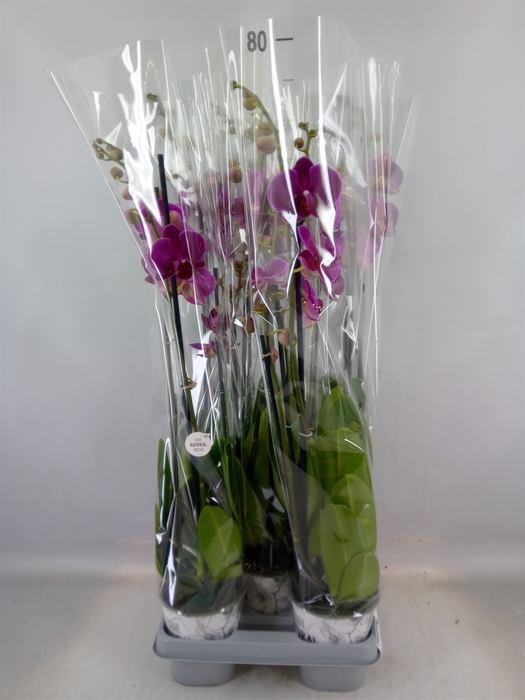 <h4>Phalaenopsis   ...lilac</h4>