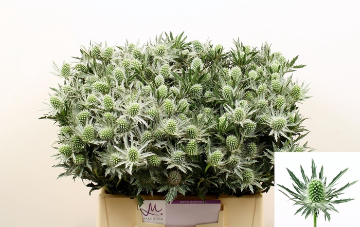 <h4>ERYN SIRIUS QSTAR</h4>