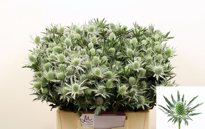 <h4>Eryn Sirius Qstar</h4>