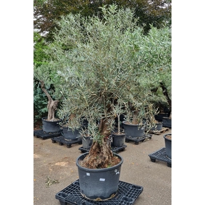 OLEA EUROPAEA