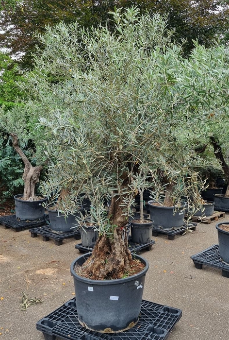 <h4>OLEA EUROPAEA</h4>