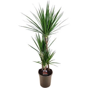 Dracaena marginata Green 45-25-10