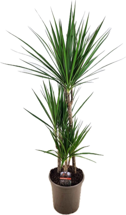 <h4>Dracaena marginata Green 45-25-10</h4>