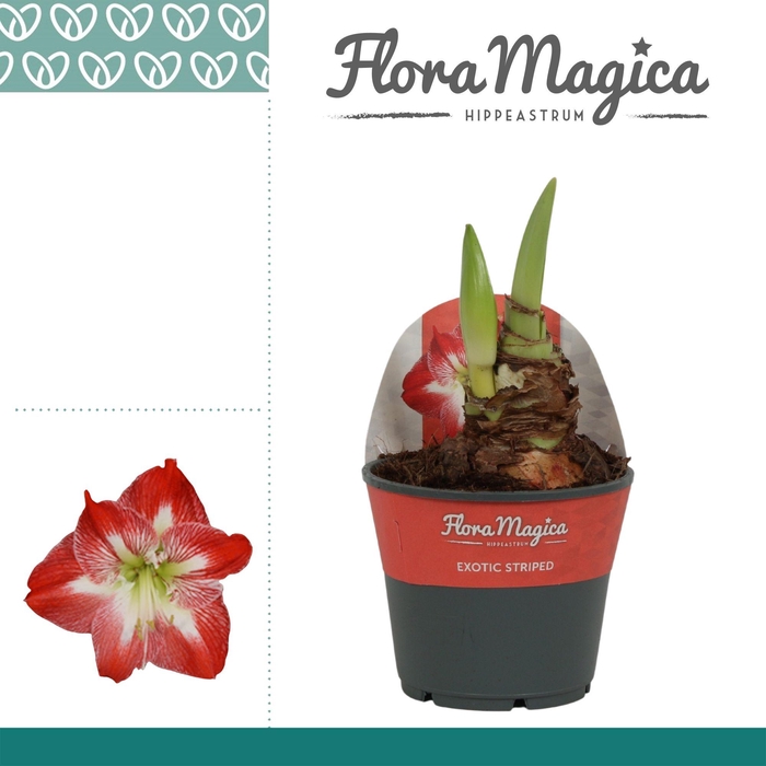 <h4>Amaryllis Exotic Striped 2 knop in Potkraag</h4>