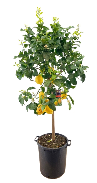 <h4>Citrus lemon</h4>