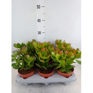 Crassula ovata