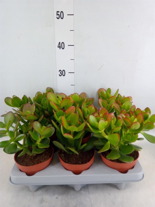 <h4>Crassula ovata</h4>
