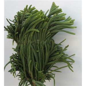 Araucaria Heterophylla Kg