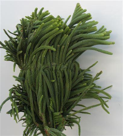 <h4>Araucaria Heterophylla Kg</h4>