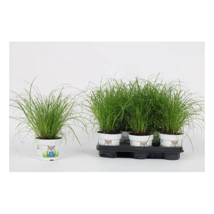 <h4>Cyperus alternifolius Zumula 12Ø 30cm</h4>