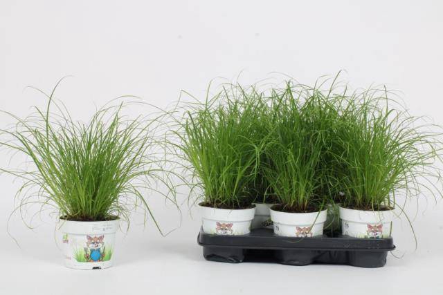 Cyperus alternifolius Zumula 12Ø 30cm