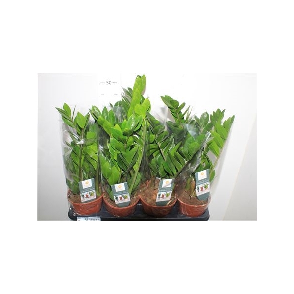 <h4>Zamio Zamiifolia 6+</h4>