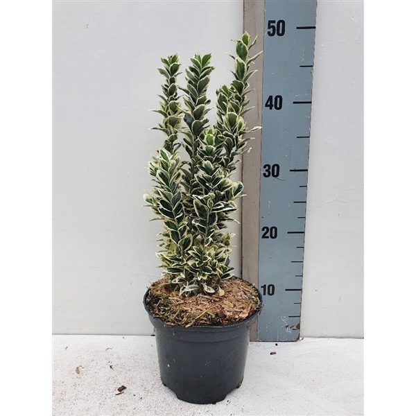<h4>Euonymus jap 'White Spider' PBR</h4>