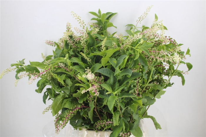 <h4>Carbouzijn Berry P Bunch</h4>