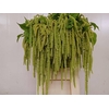 Amaranthus caudatus 'Green Pearls'