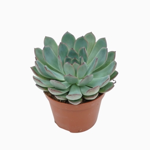 Echeveria  'Apus'