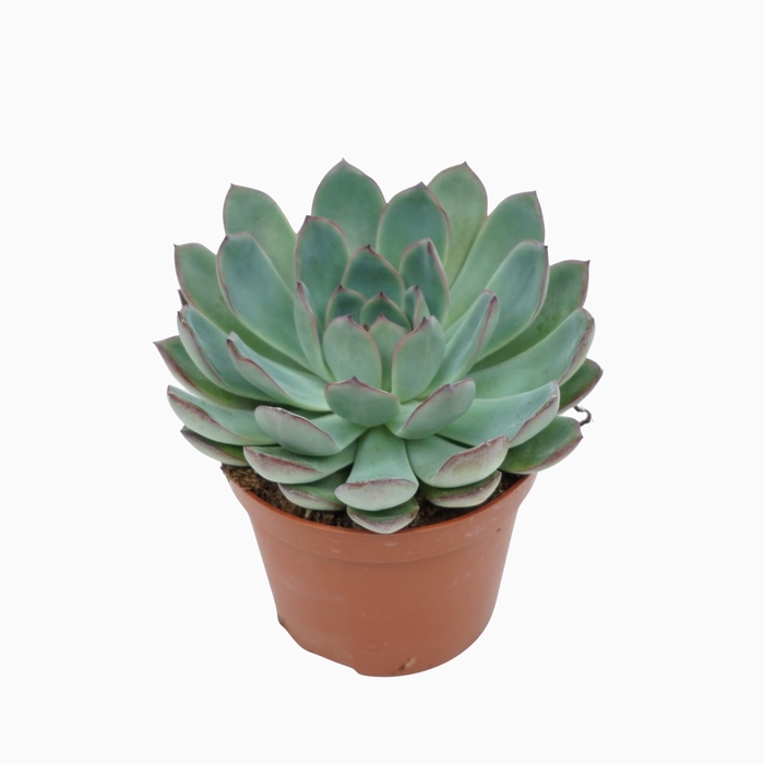 Echeveria