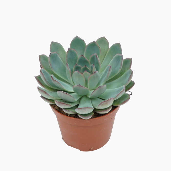 <h4>Echeveria  'Apus'</h4>