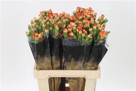 <h4>Di Tr Lambreta</h4>