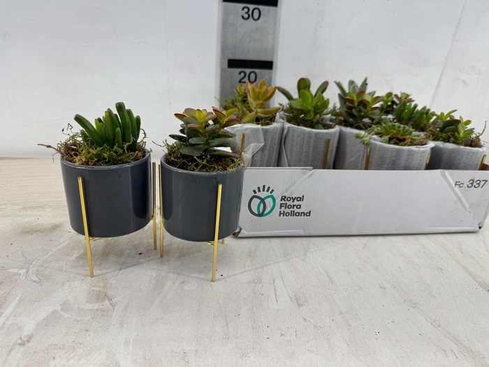 <h4>ARR SUCCULENTEN</h4>