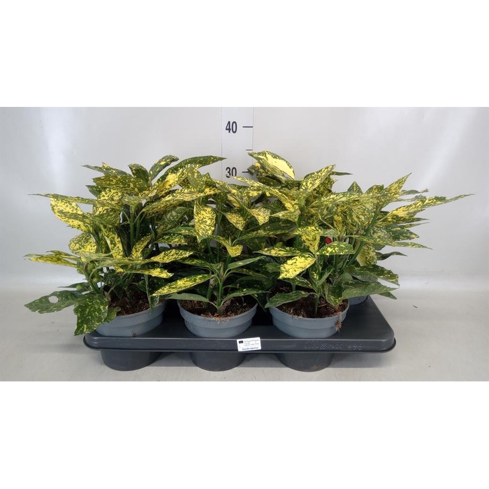 <h4>Aucuba japonica 'Variegata'</h4>