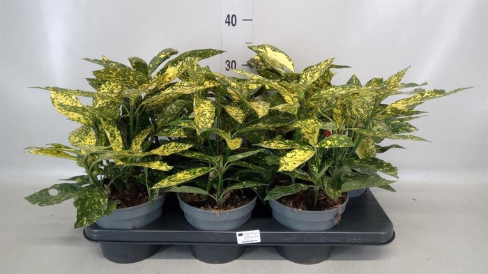 Aucuba japonica 'Variegata'