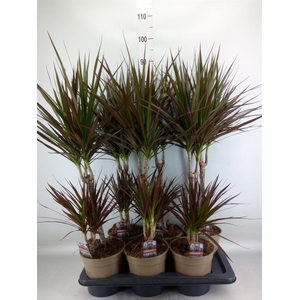 Dracaena marg. 'Magenta'