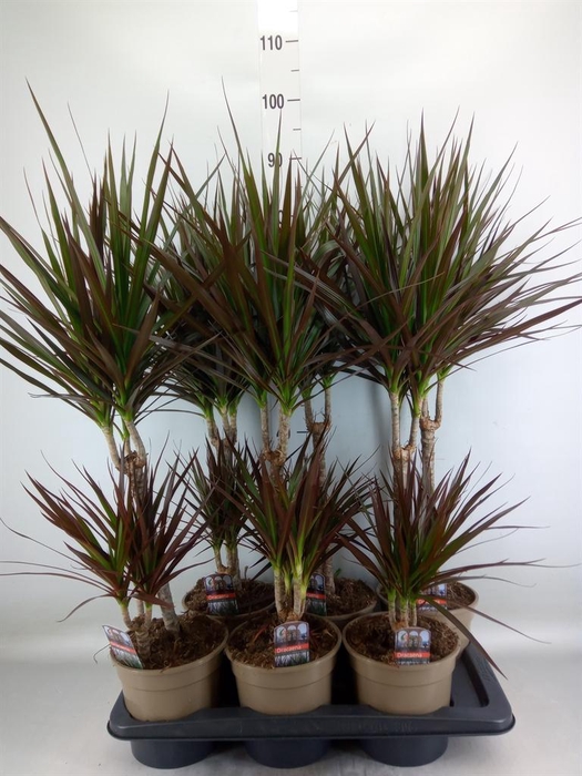 <h4>Dracaena marg. 'Magenta'</h4>